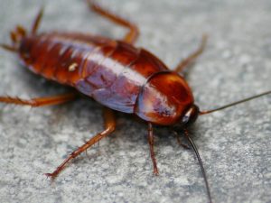 Cockroach Milk Has More Protein And Nutrients Than Regular Milk: The Next Superfood Trend? (techtimes.com)
