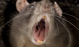 Swedish town plagued by giant mutant rats! (newsweek.com)