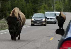Man Jailed for Aggressively Provoking a Bison in Viral Video: ‘I’m Sorry to the Buffalo’ (newsweek.com)