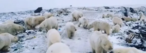 Russian islands declare emergency after mass invasion of polar bears (theguardian.com)