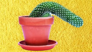 Why a Billionaire Died During a Penis Enlargement (thedailybeast.com)